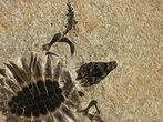 Extraordinary Fossil Baby Turtle (Axestemys) - Green River Formation #380899-3